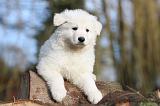 BERGER BLANC - PUPPIES 277